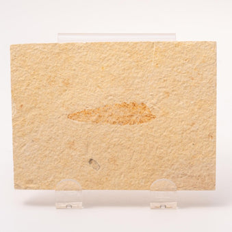 Rhus (Sumac) Leaf Fossil Plate - Wyoming