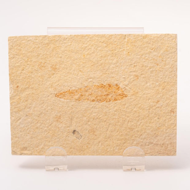 Rhus (Sumac) Leaf Fossil Plate - Wyoming
