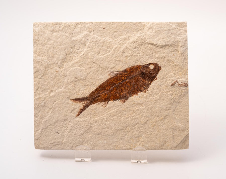 Knightia Fossil Plate - Wyoming State Fish Fossil A