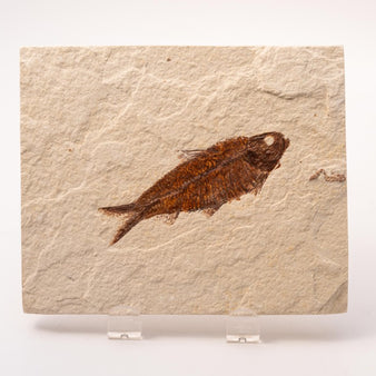 Knightia Fossil Plate - Wyoming State Fish Fossil A