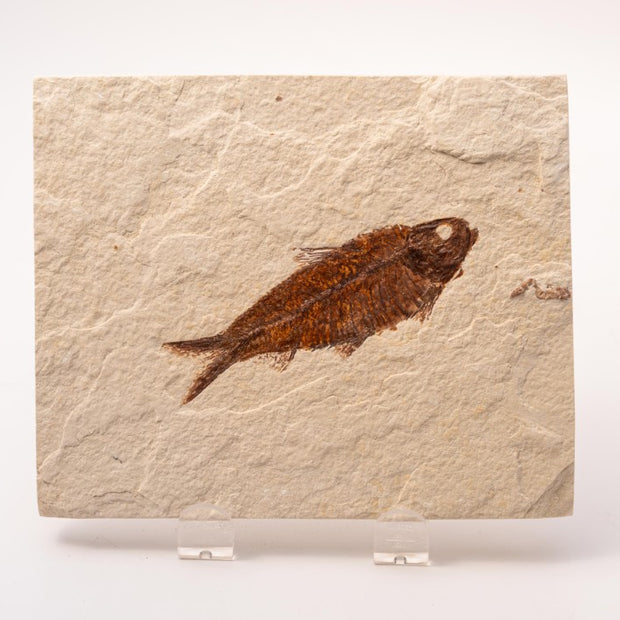 Knightia Fossil Plate - Wyoming State Fish Fossil A