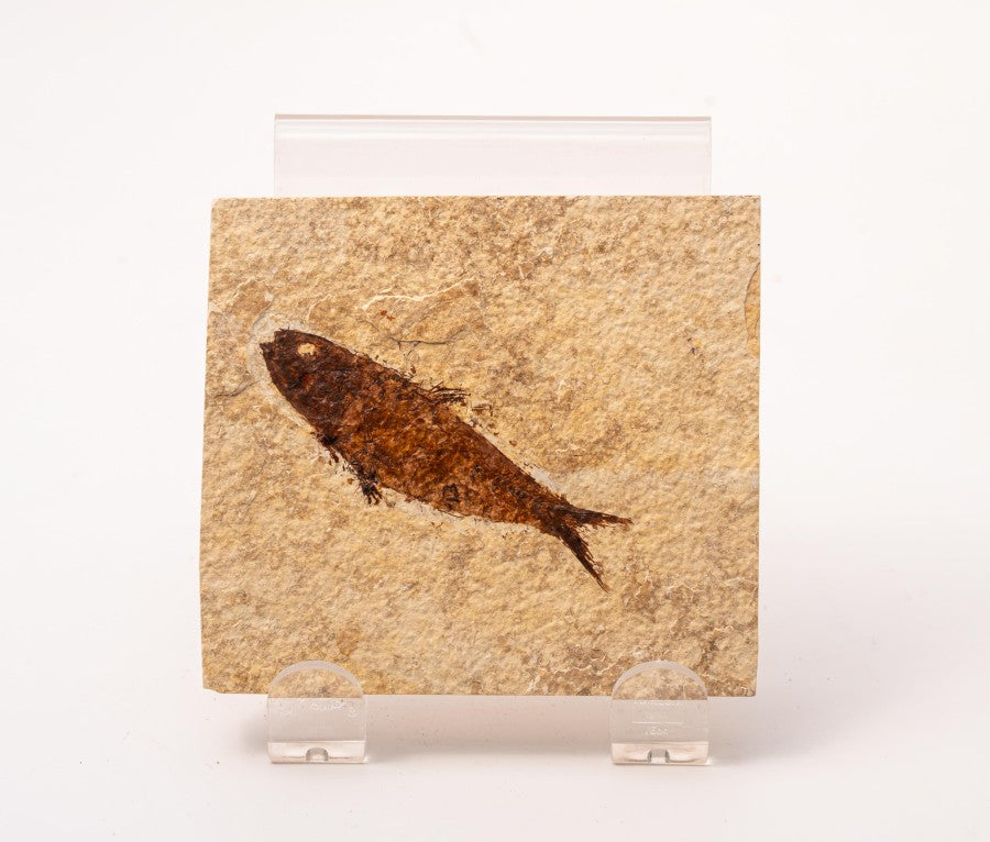 Knightia Fossil Plate - Wyoming State Fish Fossil C