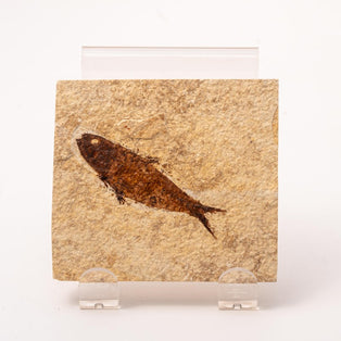 Knightia Fossil Plate - Wyoming State Fish Fossil C