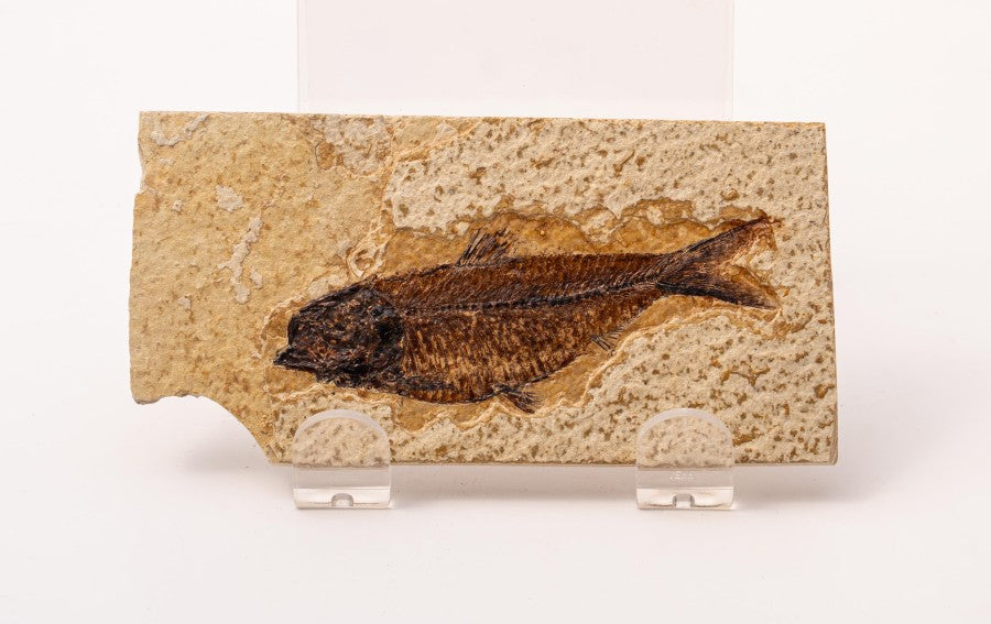 Knightia Fossil Plate - Wyoming State Fish Fossil D