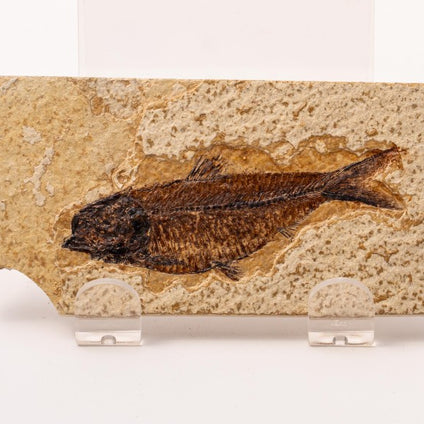 Knightia Fossil Plate - Wyoming State Fish Fossil D