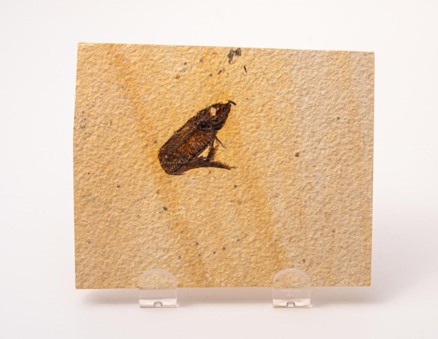 Knightia Fossil Plate - Wyoming State Fish Fossil B