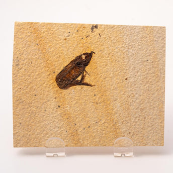Knightia Fossil Plate - Wyoming State Fish Fossil B