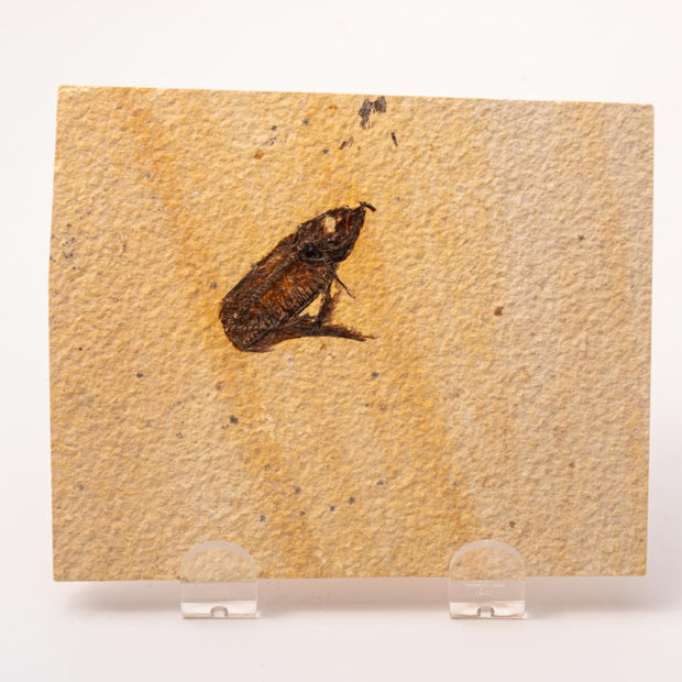 Knightia Fossil Plate - Wyoming State Fish Fossil B