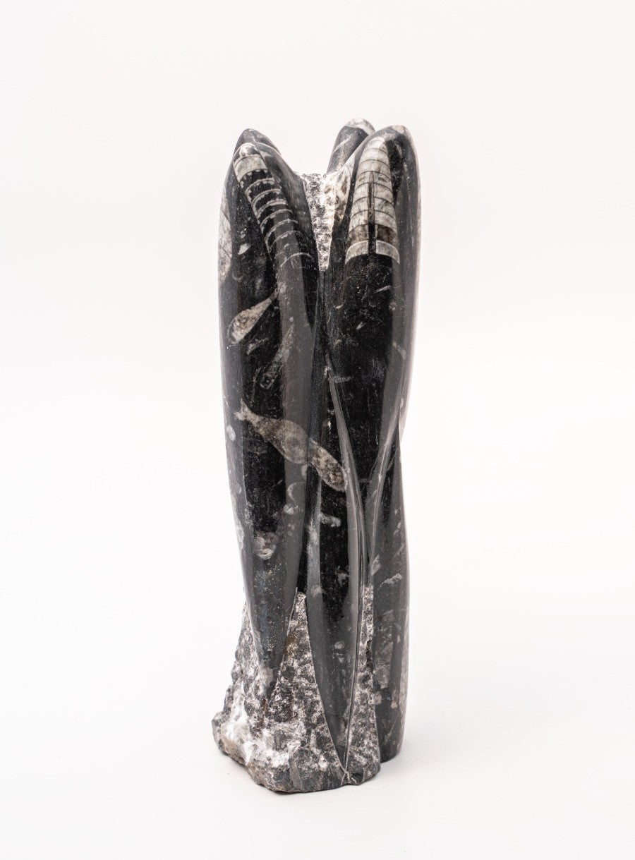 Orthoceras Towers Polished on Rough Matrix approx. 9