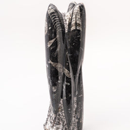 Orthoceras Towers Polished on Rough Matrix approx. 9