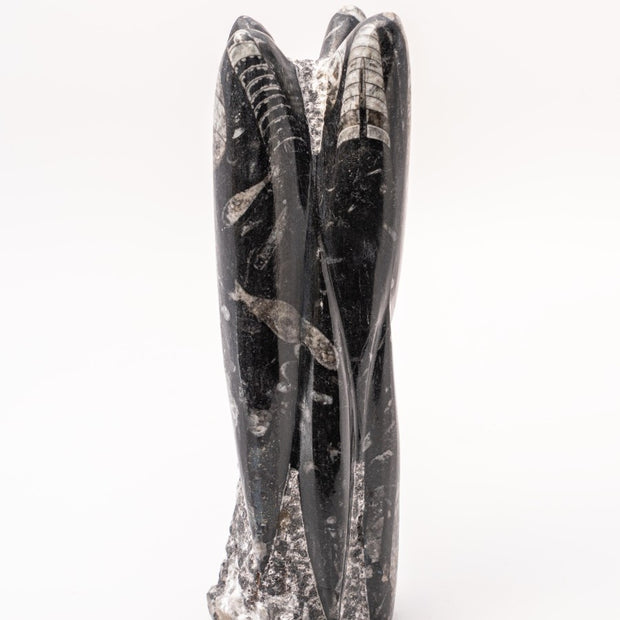 Orthoceras Towers Polished on Rough Matrix approx. 9" (1 unit)
