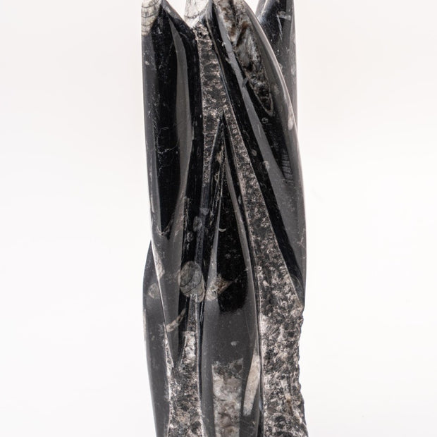 Orthoceras Towers Polished on Rough Matrix approx. 9" (1 unit)