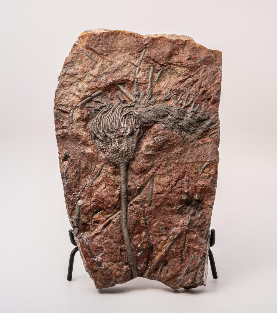 Crinoid Fossil Plate Specimen - 12"