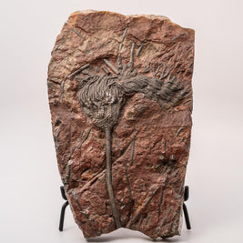 Crinoid Fossil Plate Specimen - 12