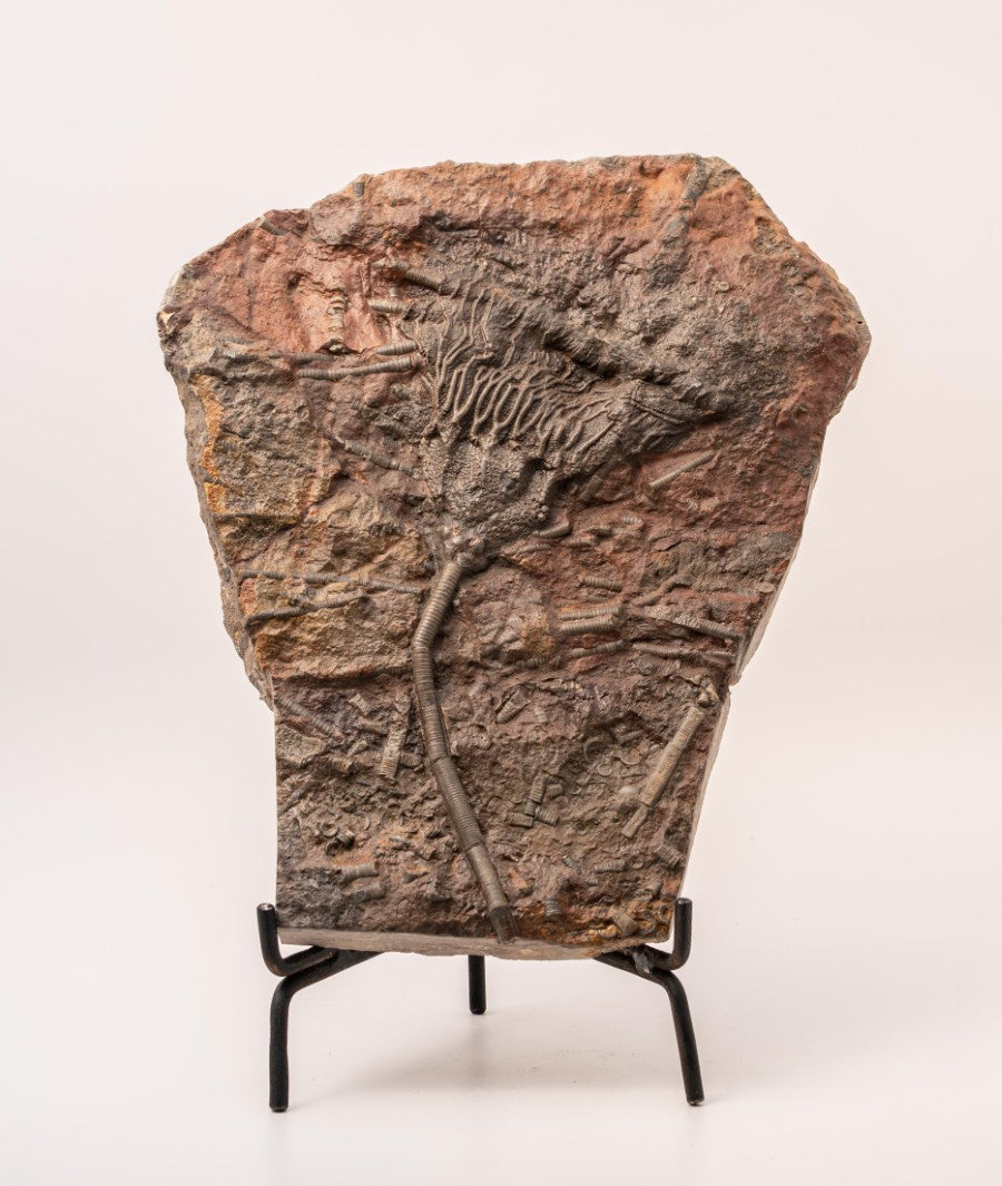 Crinoid Fossil Plate Specimen - 10