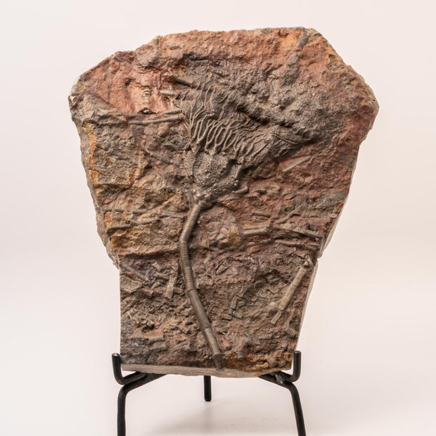 Crinoid Fossil Plate Specimen - 10"